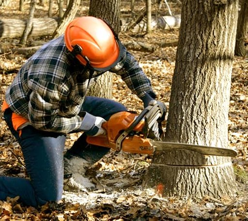 Arborist assessing tree health in Massachusetts